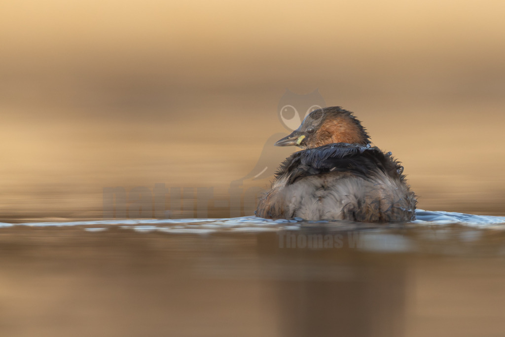 R5M27729_20251227 | Ein Zwergtaucher (Tachybaptus ruficollis) schwimmt auf dem Wasser. Sein Gefieder wirkt leicht zerzaust, möglicherweise nach dem Tauchen oder Putzen. Der Vogel ist von der Seite zu sehen, mit dem Kopf leicht nach links gedreht. Der Hintergrund ist unscharf und in warmen Gold- und Brauntönen gehalten, was eine ruhige und natürliche Atmosphäre schafft. - Realisiert mit Pictrs.com