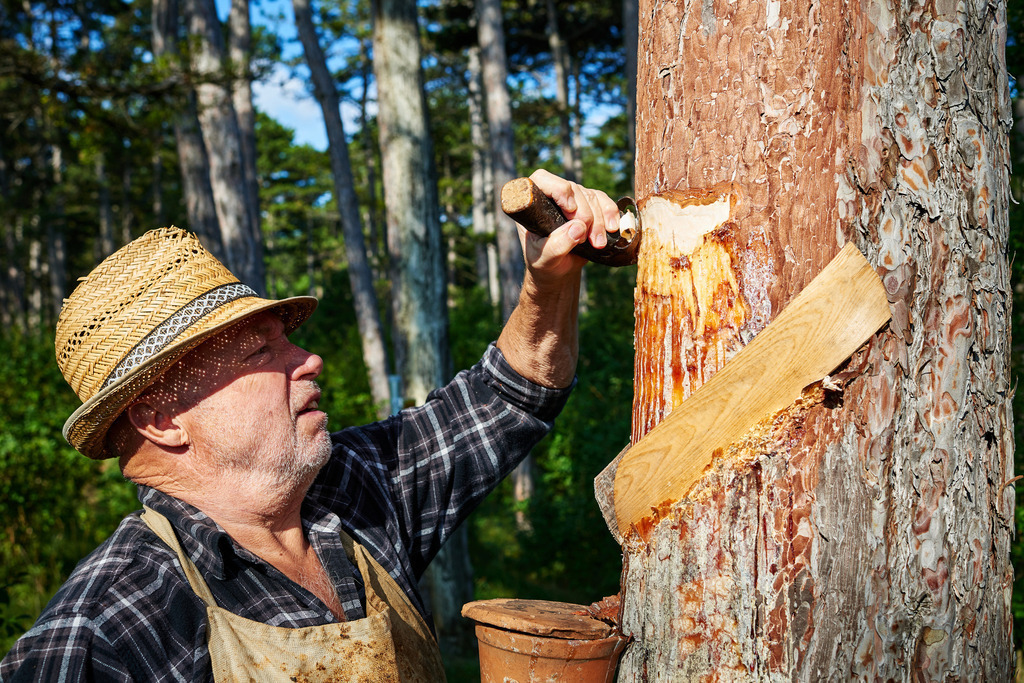 Pecher Gerhold Wöhrer | Matzendorf-Hölles, Austria - July 04, 2019: Pecherpfad in Hölles mit Pecher Gerhold Wöhrer; bearbeiten der Rinde mit dem Hobel um eine Wunde zu erzeugen. - Realisiert mit Pictrs.com