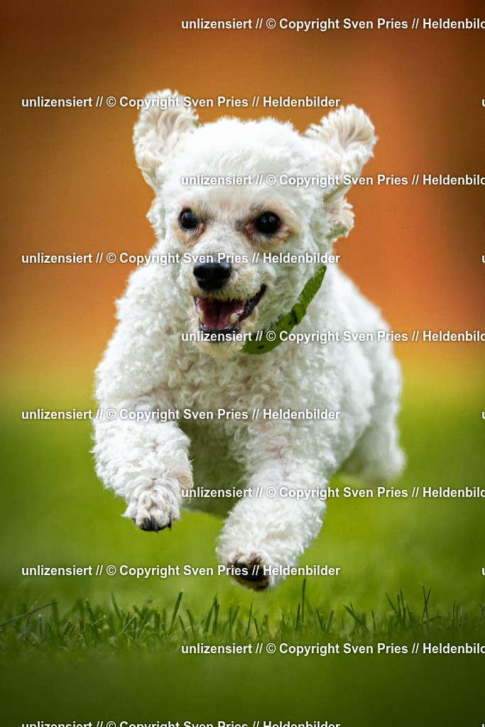 Sven Pries | 2025-09-21 - Hunderennen Baden-Oos - Realisiert mit Pictrs.com