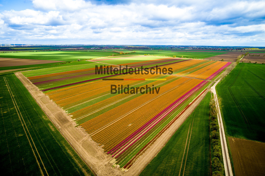 Schwaneberg Tulpen-0009 | Schwaneberg - Realisiert mit Pictrs.com