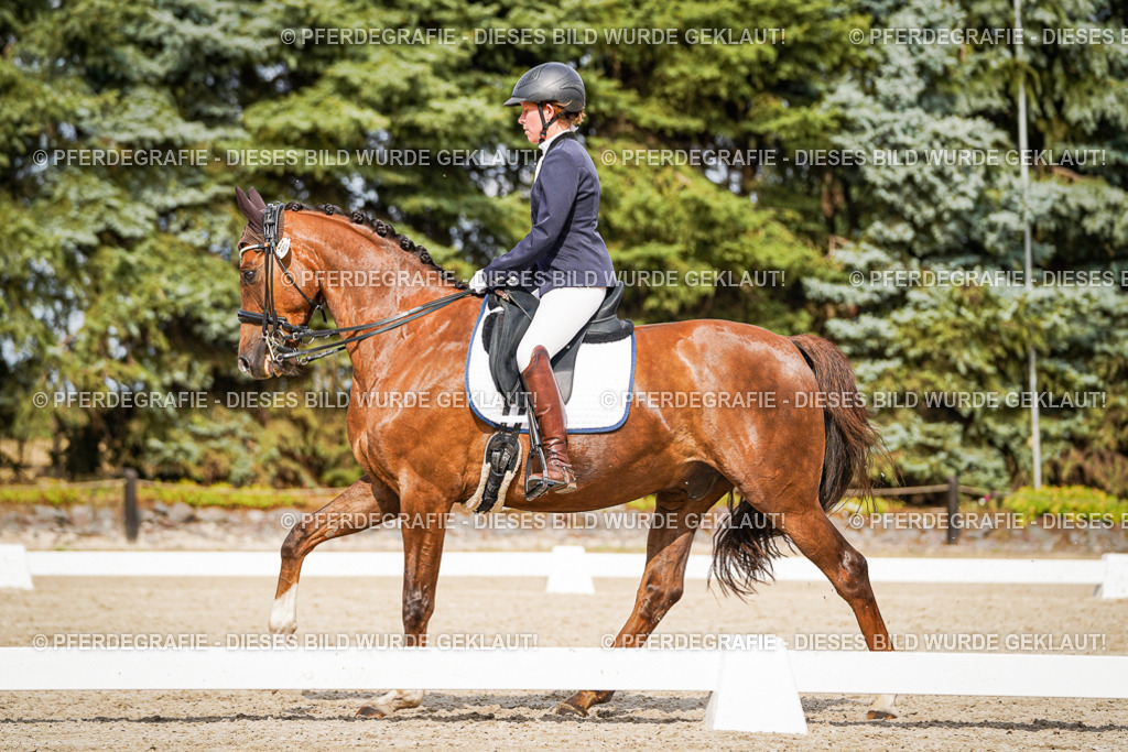 DSC06979 | Pferdegrafie