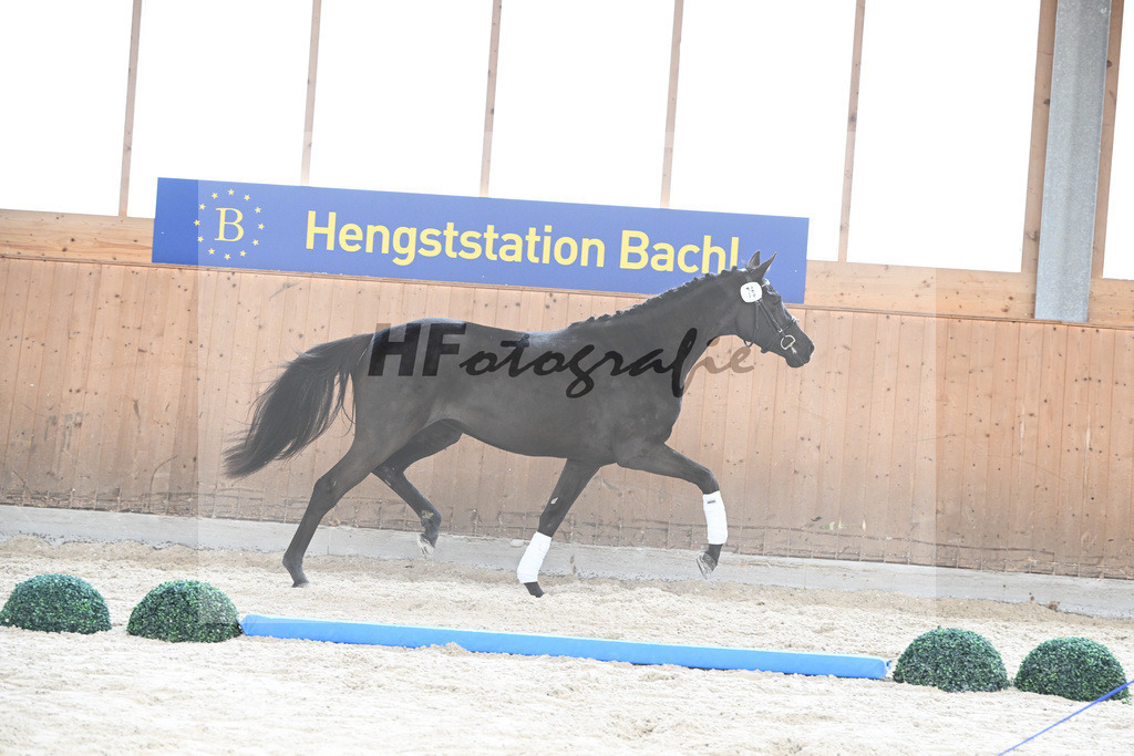 Kat-Nr. 76 Black Belinda HS v. Dancier Gold_Sommer_7241368 | hf-fotografie - Realisiert mit Pictrs.com