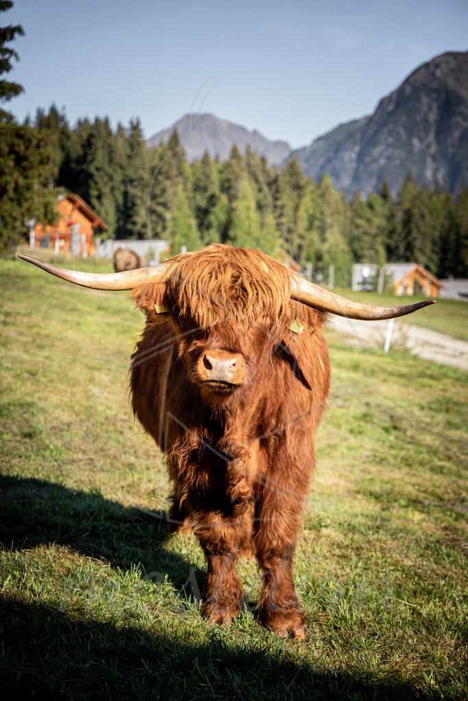 Hochlandrind | Ihre Fotografin im Lungau, ihre Fotografin im Mostviertel, Wandbilder Onlineshop, Imagefotos für Ihr Unternehmen,  - Realisiert mit Pictrs.com
