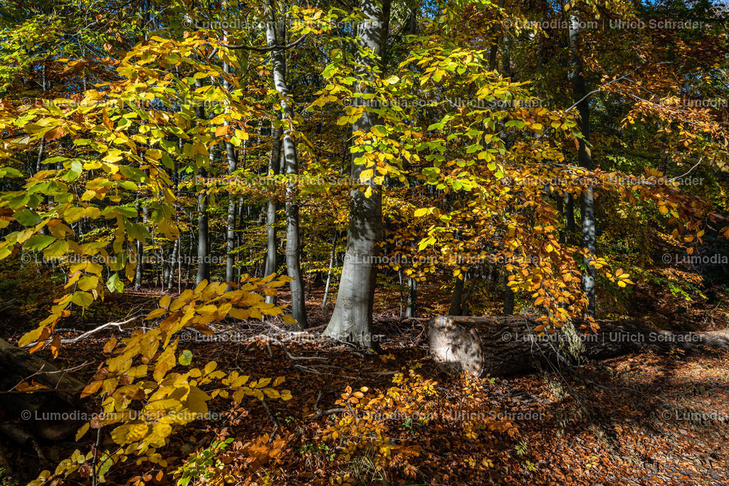 10049-12607 - Schloßpark Ilsenburg im Harz | Stockfoto und Bilderpool mit Bildmaterial aus Deutschland, dem Harz, Halberstadt, Quedlinburg, Wernigerode und weltweit. Qualitativ hochwertige und professionelle Fotos anschauen und kaufen. - Realisiert mit Pictrs.com