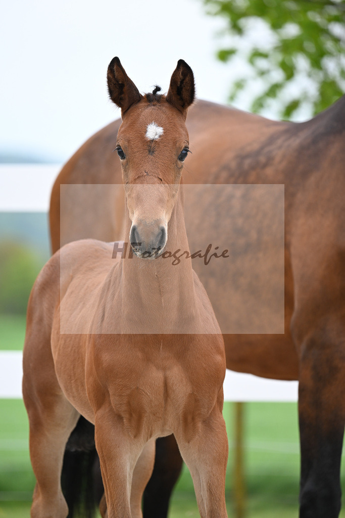 Kat-Nr. 22 HF Quansas des Ivernons x Casaltino_Link_23260954 | hf-fotografie - Realisiert mit Pictrs.com