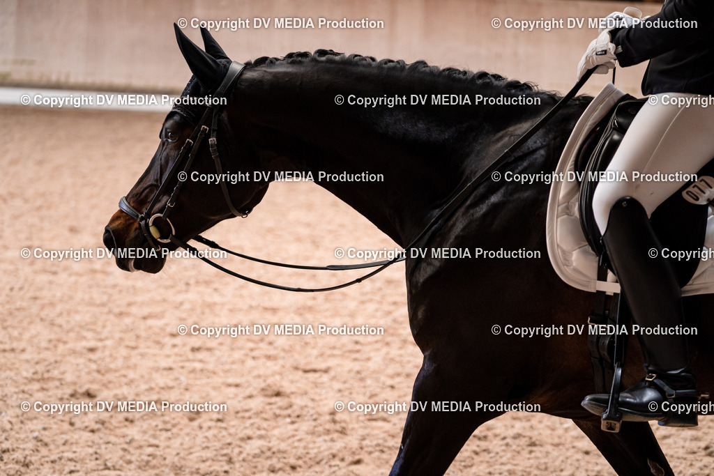 Dressur Tag 2-290 | dv-media-shop - Realisiert mit Pictrs.com