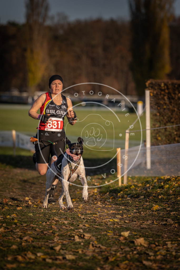 CaniXpix_DV3A3428 | Hundefotografie, Tierfotograf, Pfotenfotografie, Fotoshooting Hund, Hunde Portrait, Hundesport, Hundeportraits, Heideshooting, Hunde, Sportfotograf, Hundefotograf, Turnierhundsport, THS,  - Realisiert mit Pictrs.com