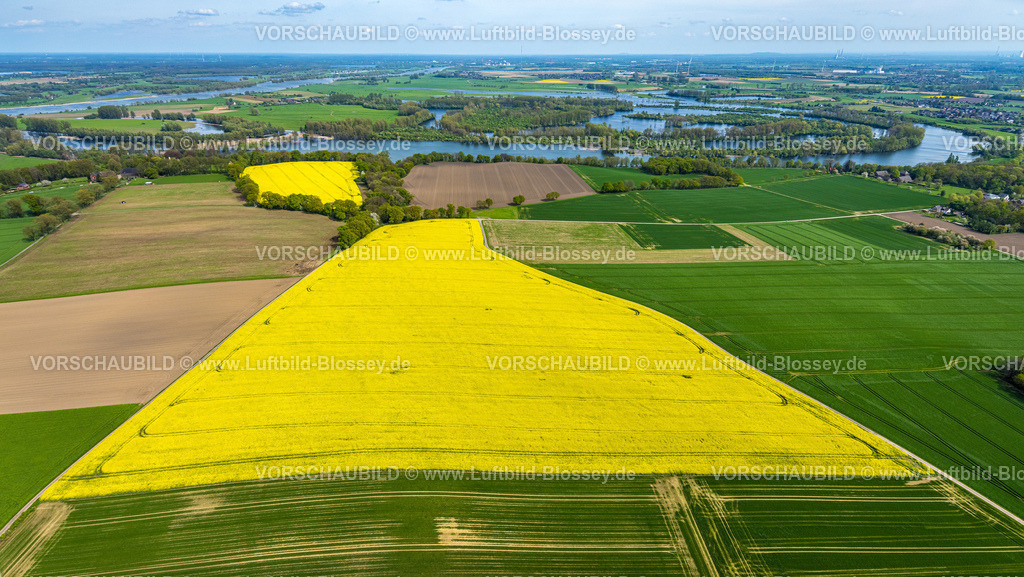 Xanten240402339BirtenRapsfelder | Luftbild, gelb blühendes Rapsfeld am NSG Naturschutzgebiet Fuerstenberg an der Römerstraße, Castra Vetera historische Sehenswürdigkeit eines ehemaligen römischen Militärlagers, hinten Alter Rhein und Bislicher Insel, Birten, Xanten, Niederrhein, Nordrhein-Westfalen, Deutschland