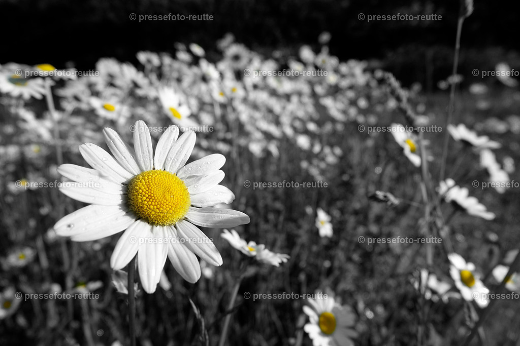 2018-Natur-Blumen-Fruehling_DSC4620-SW | Info aus dem Bezirk Reutte/Ausserfern Tirol sowie eine umfangreiche Bilddatenbank über die gesamte Region: Lechtal, Talkessel Reutte, Tannheimertal, Zwischentoren. Lech, Plansee, Zugspitze, Grenztunnel, B179, Fernpassstraße, Verkehr, Lawinen, Tradition, - Realisiert mit Pictrs.com