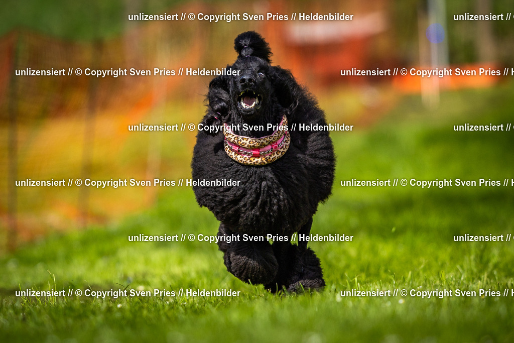 Sven Pries | 2025-04-13 - Hunderennen Baden-Baden - Realisiert mit Pictrs.com