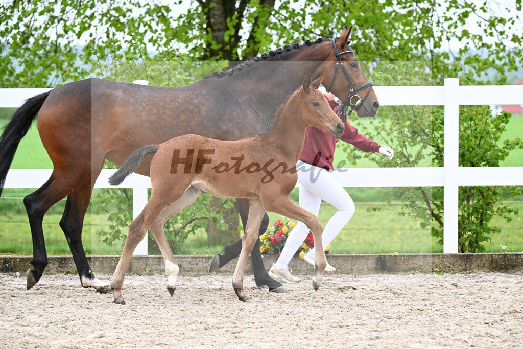 Kat-Nr. 41 SF Comanchero x Zinedream_Wanner_23261421 | hf-fotografie - Realisiert mit Pictrs.com