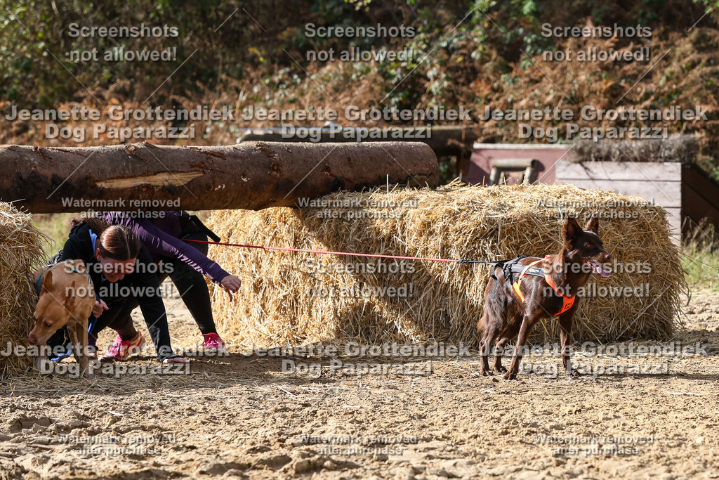 Dog Paparazzi - Strongdog 10-25-5684 | Dog Paparazzi Jeanette Grottendiek Fotografie & Videografie - Realisiert mit Pictrs.com