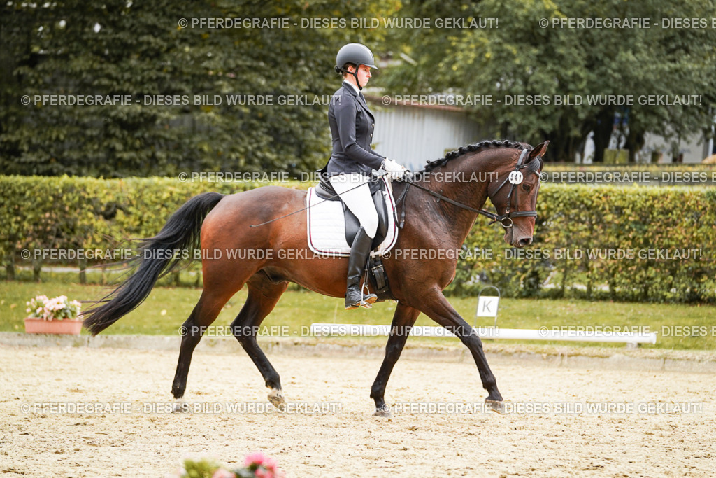 DSC00250 | Pferdegrafie