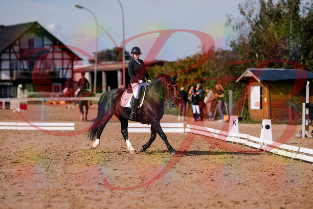 2026_10_03_Siefer-Hof_120644_Z81_07652906 | Professionelle Reitsport-, Turnier- und Eventfotografie von Robert Broda. Galerien mit ausgewählten und bearbeiteten Bildern direkt online ansehen und bestellen.