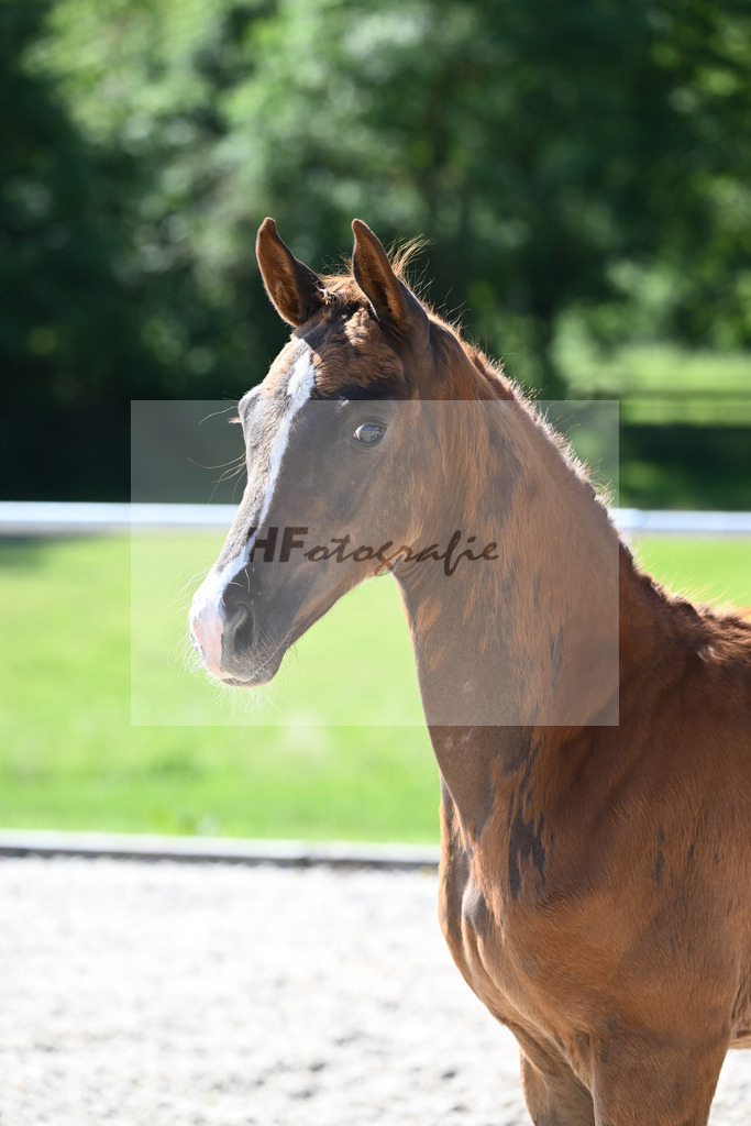 Kat-Nr. 4 SF Viva Gold_Stadelmann_16230105 | hf-fotografie - Realisiert mit Pictrs.com