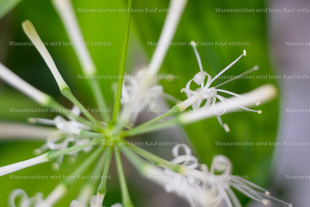 Der Punkt des Bewusstseins, Fokus | Die Botschaft zum Bild lautet: Wisse, dass alles aus einem Punkt entsteht. Und das ist ein Gedanke. Das ist deine Vision. Setze jetzt dein Punkt, deinen Fokus für deine Vision.Nutze dieses Bild für Deine Vision, für Energien und dann wird es sich strahlenförmig manifestieren.