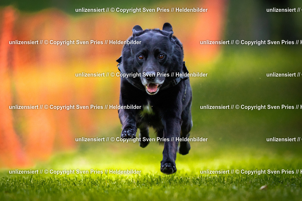 Sven Pries | 2025-09-21 - Hunderennen Baden-Oos - Realisiert mit Pictrs.com