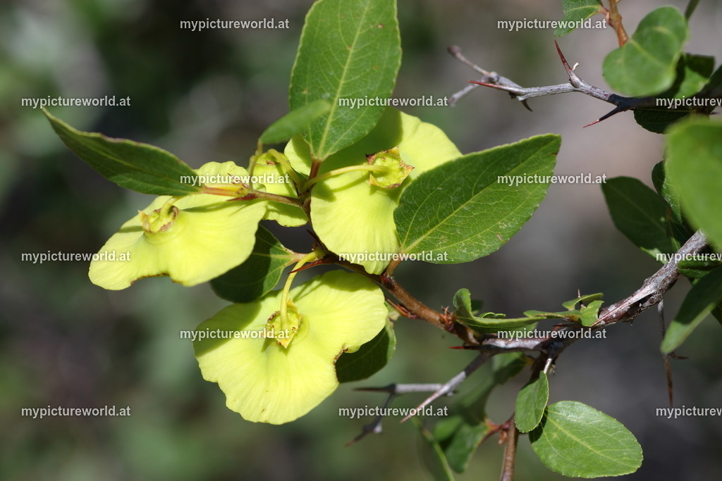 Echter Christusdorn-006 | Das Bilderarchiv über Tiere, Planzen und Landschaften. In der Bilddatenbank finden Sie ein große Auswahl an hochwertigen Bilder für Ihre Werbung - Realisiert mit Pictrs.com