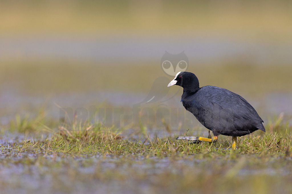 20220412083255 | Das Blässhuhn (Fulica atra) ist eine mittelgroße Vogelart der Gattung der Blässhühner (Fulica) aus der Familie der Rallen (Rallidae), die als einer der häufigsten Wasservögel bevorzugt auf nährstoffreichen Gewässern anzutreffen ist. Die Art ist über große Teile Eurasiens verbreitet und kommt darüber hinaus in Australasien vor. - Realisiert mit Pictrs.com