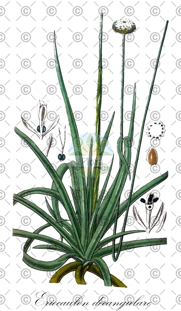 HistAbb_wfo-0000413824_2_ENZY_Simple | Historische Abbildung von Eriocaulon decangulare - Eriocaulaceae | Historical Illustration of Eriocaulon decangulare - Eriocaulaceae