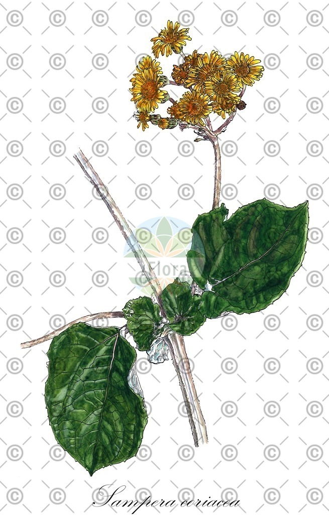 HistAbb_wfo-0001045064_1_ENZY_Simple | Historische Abbildung von Sampera coriacea - Asteraceae | Historical Illustration of Sampera coriacea - Asteraceae