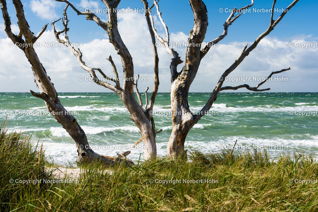 RUE_5345 | Krueppelbaeume am Ostseestrand bei Prerow. - Realisiert mit Pictrs.com