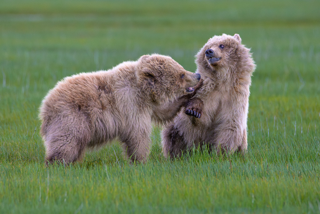 Alaska | Braunbären im Katmai National Park. - Realisiert mit Pictrs.com