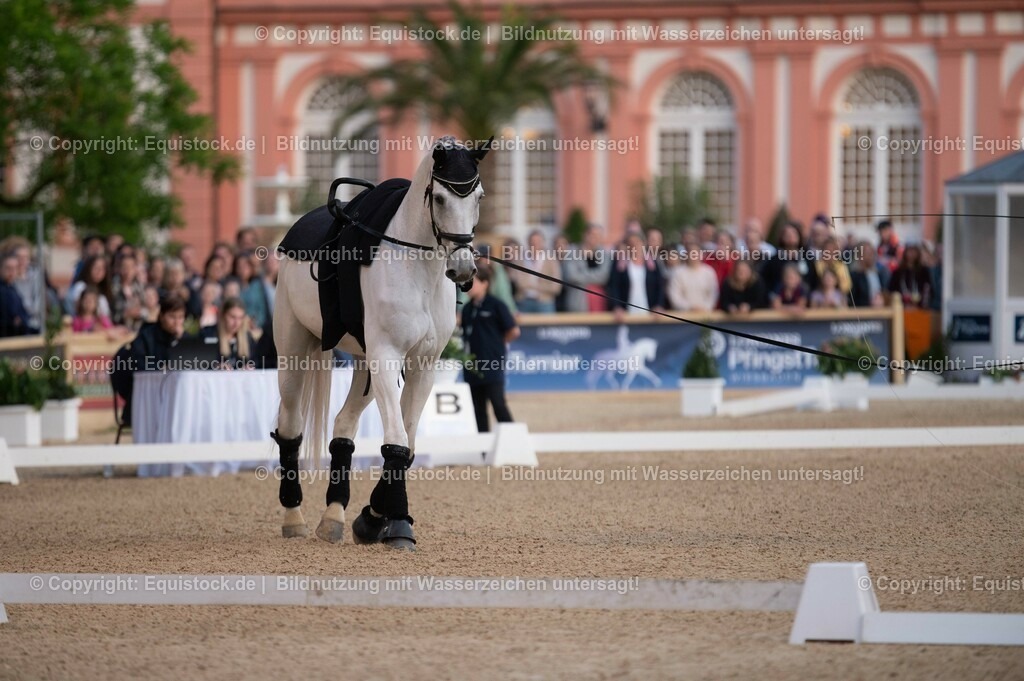 20230527_Voltigieren_NASPA_Flutlicht_0070 | equistock