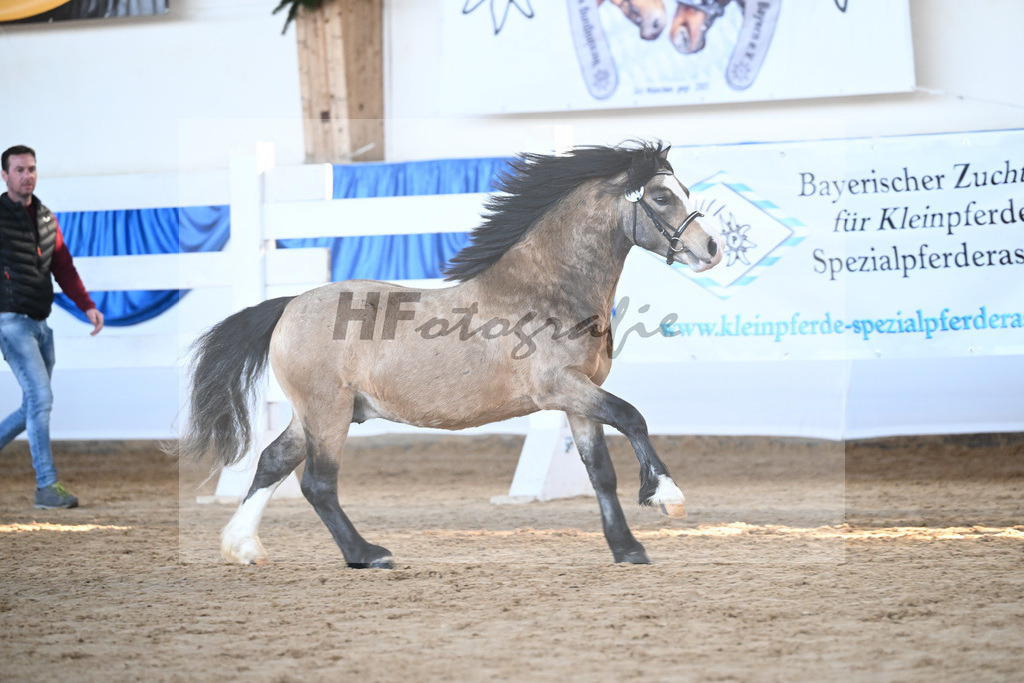 Kat-Nr. 15 Leybucht Bavarian Bailey v. Penymorfa Bailey_Nieberle_9260407 | hf-fotografie - Realisiert mit Pictrs.com
