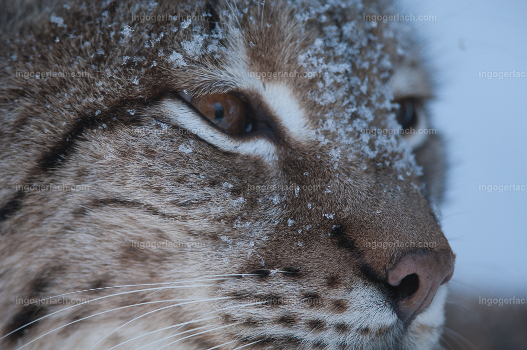 Luchs im Winter | Portrait eines sichernden Luchses im Winter. Schneeflocken im Gesicht.