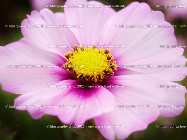 titusgraphy_PA091094-vz-ln_pe-02 | titusgraphy-shop: Geschenkideen mit Qualitätsfotos. titusgraphy-shop: gift ideas with quality photos. titusgraphy-shop: idées cadeaux avec photos de qualité.  - Realisiert mit Pictrs.com