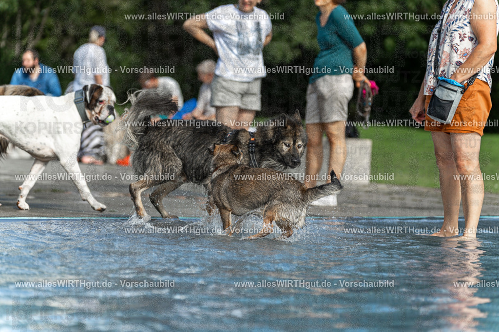 Hundeschwimmen_Volksbad_2026-allesWIRTHgut_Tierfotografie-2609061531-7R501607 | Professionelle Tierfotografie in Mönchengladbach von Daniel Wirth (allesWIRTHgut). Liebevolle & natürliche Bilder von Hunden & Katzen für unvergessliche Erinnerungen.