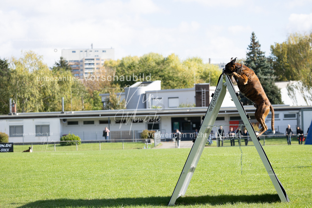 _16A5265 | Einzigartige Fotos von Hunden & Menschen –Actionfotos, Portraits, Vereinsaufnahmen & Paarshootings – authentisch, lebendig & mit Herz.