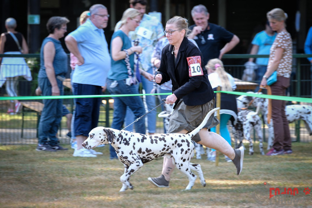Dalmatiner DZGD CDF in Hilden | Dalmatiner, Regionalgruppenausstellung DZGD / CDF) in Hilden. Richterin Margrit Martegani.  in Hilden  04.09.2022 Foto: Leo Wyden