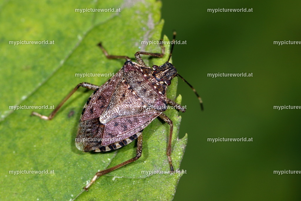 Halyomorpha halys-011 | Das Bilderarchiv über Tiere, Planzen und Landschaften. In der Bilddatenbank finden Sie ein große Auswahl an hochwertigen Bilder für Ihre Werbung - Realisiert mit Pictrs.com