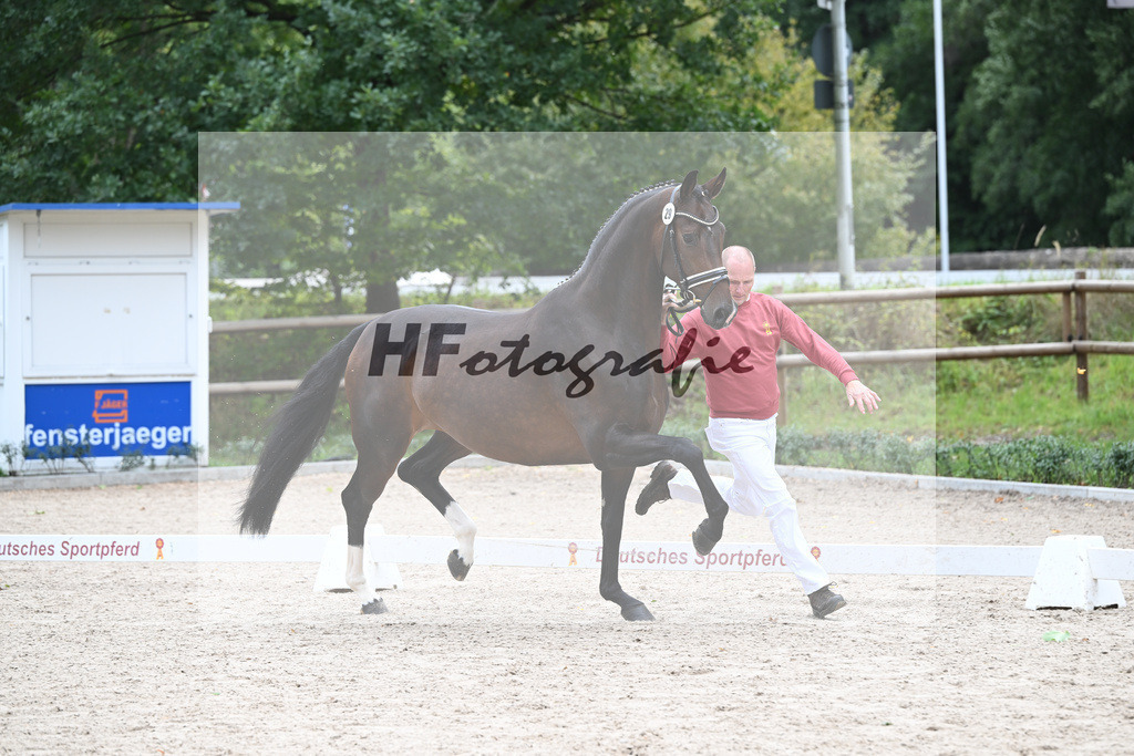 Kat-Nr. 29 Vjera_Gestuet Greim_49220989 | hf-fotografie - Realisiert mit Pictrs.com