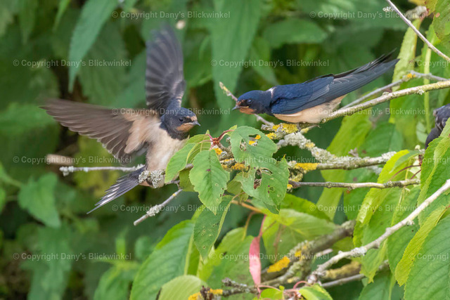 2018106 | Tierfotografie, Tierkalender, Tierbilder, Insekten, Spinnen, Vögel, Schmetterling, Libellen, Leinwand, Colorkey, Qualität, Geschenkartikel, Geschenk - Realisiert mit Pictrs.com