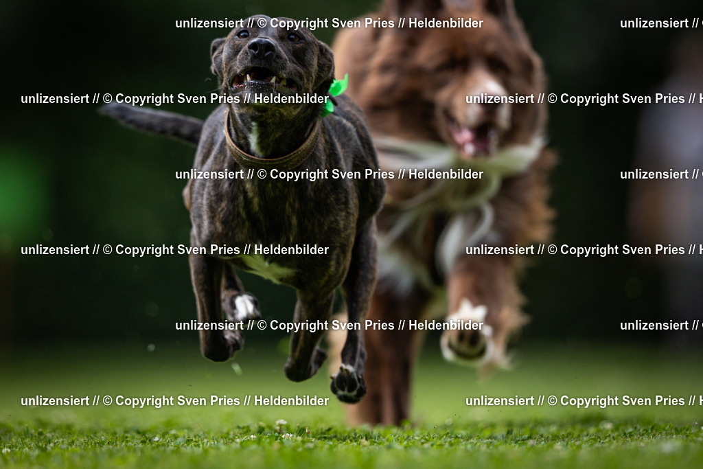 Sven Pries | 19. Allgemeines Hunderennen Karlsruhe Durlach - Realisiert mit Pictrs.com