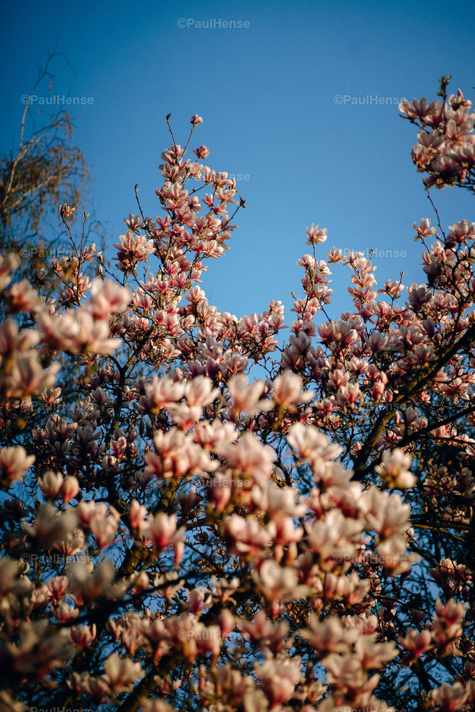 20220324_PaulHense_S0048_DSC03553 | paulhense - Realisiert mit Pictrs.com