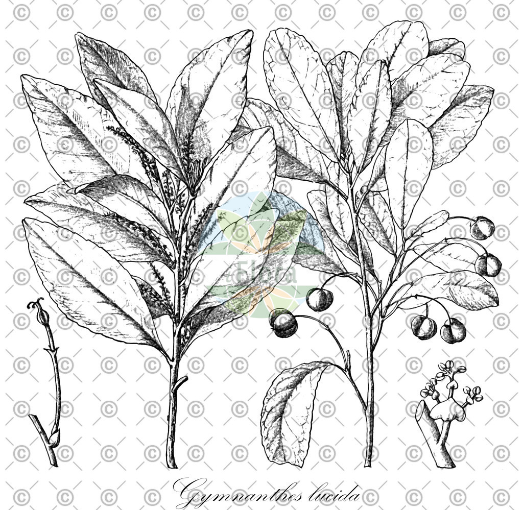 HistAbb_wfo-0001429170_1_ENZY_Simple | Historische Abbildung von Gymnanthes lucida - Euphorbiaceae | Historical Illustration of Gymnanthes lucida - Euphorbiaceae (crabwood)
