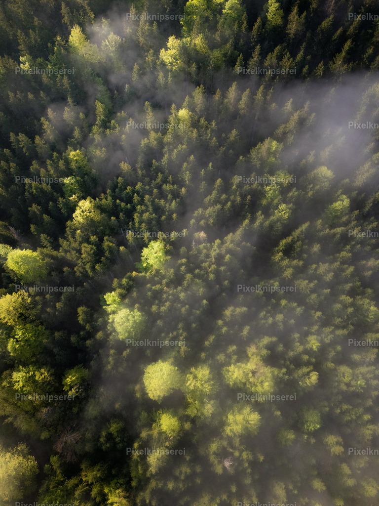forest | Fotograf Tirol Imst Pixelknipserei