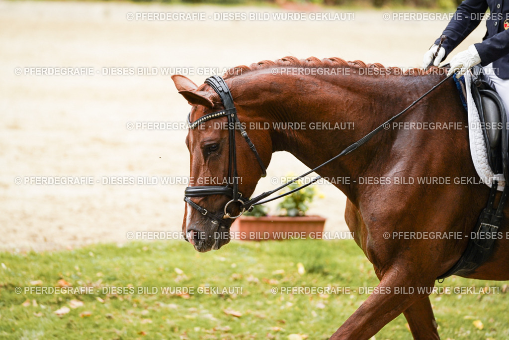 DSC09535 | Pferdegrafie