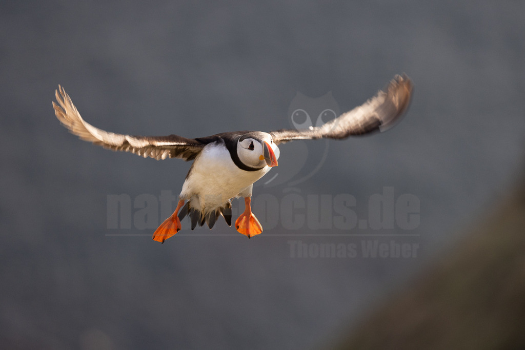 R5NF8029-20230721 | Das Bild zeigt einen Papageitaucher (Fratercula arctica) im Flug. Der Vogel hat seine Flügel weit ausgebreitet und seine orangefarbenen Füße sind gut sichtbar. Der Hintergrund ist unscharf und in Grautönen gehalten. - Realisiert mit Pictrs.com
