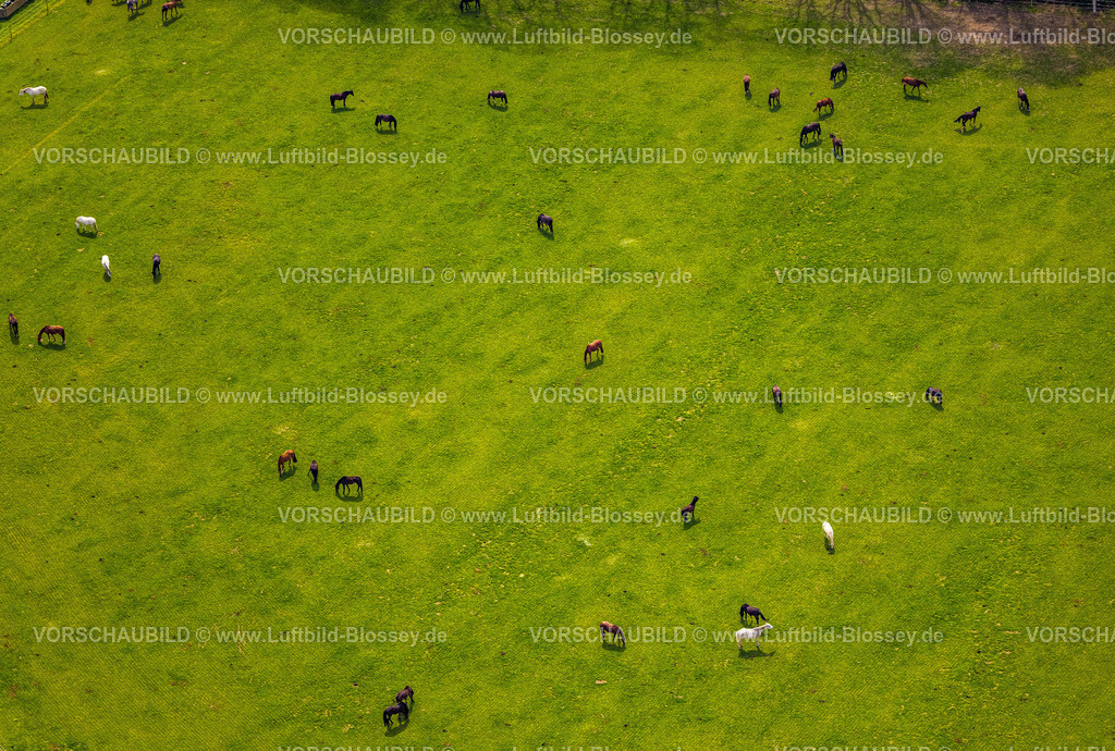 Xanten240402309BirtenPferdezucht | Luftbild, Pferdezucht auf einer Weide In der Hees, Bringshof Pferdepension, Birten, Xanten, Niederrhein, Nordrhein-Westfalen, Deutschland
