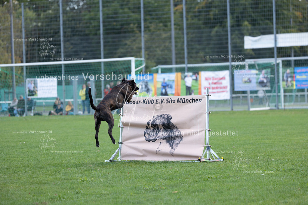 _16A5684 | Einzigartige Fotos von Hunden & Menschen –Actionfotos, Portraits, Vereinsaufnahmen & Paarshootings – authentisch, lebendig & mit Herz.