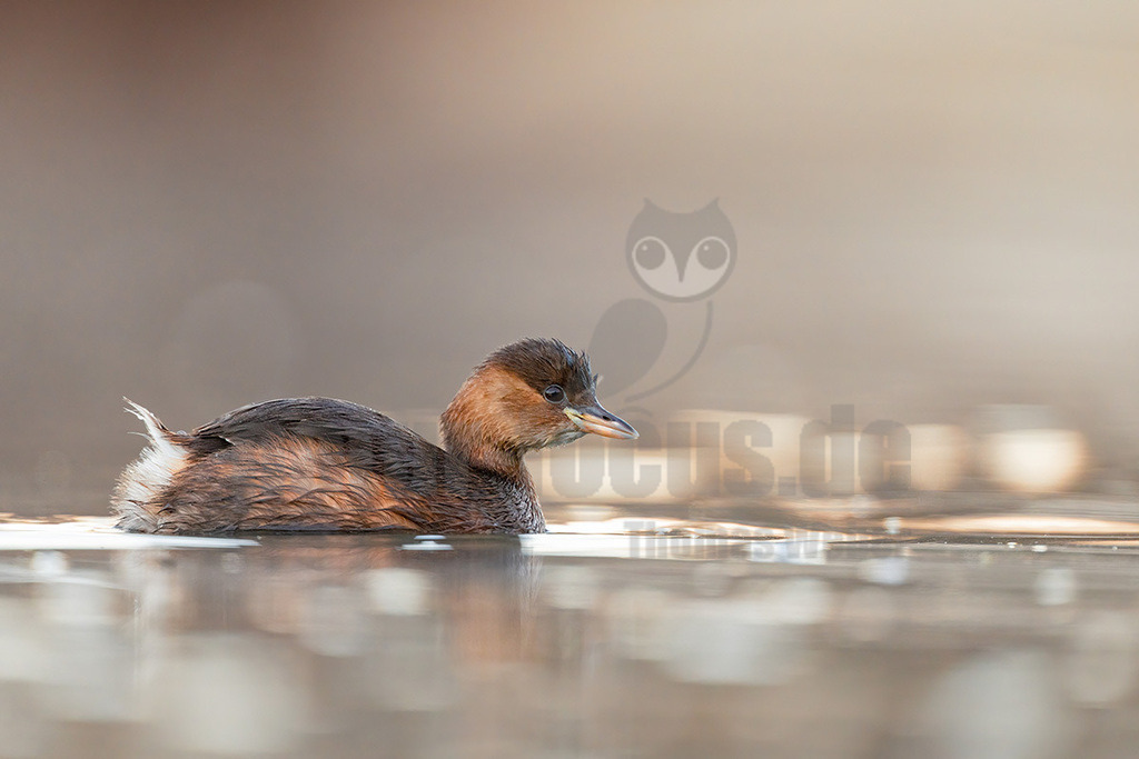 R5M24055_20251122 | Ein Zwergtaucher (Tachybaptus ruficollis) schwimmt auf der Wasseroberfläche. Sein Gefieder ist überwiegend braun und dunkelgrau, mit einem helleren, rötlich-braunen Hals und Kopf. Der Schnabel ist dunkel mit einer hellen Basis. Das Wasser spiegelt das Licht wider und der Hintergrund ist unscharf, was den Fokus auf den Vogel lenkt. - Realisiert mit Pictrs.com