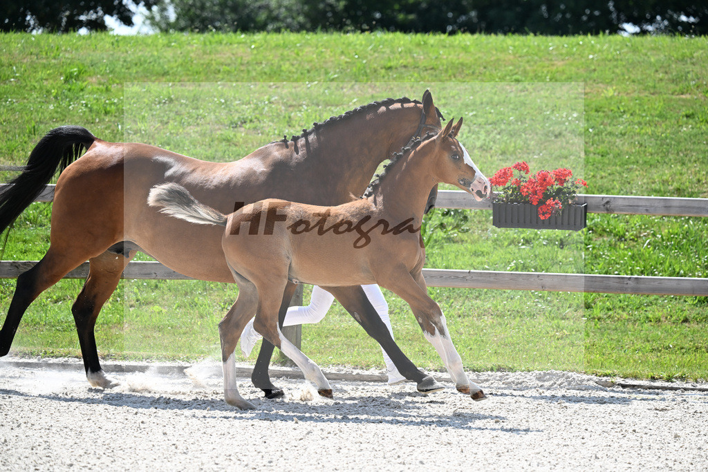 Kat-Nr. 37 Esmeraldo x Lagranno_SF_Weber_15251068 | hf-fotografie - Realisiert mit Pictrs.com
