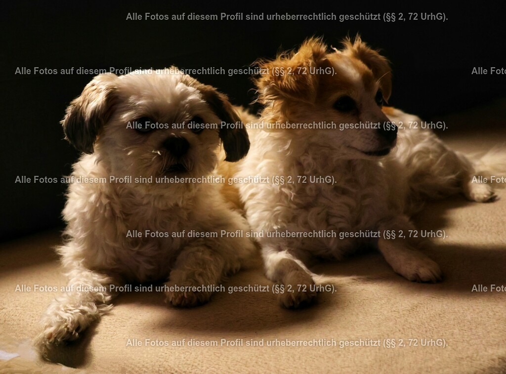 20240222211420_0C4A1761_2-01_2 | krollfotografie - Realisiert mit Pictrs.com