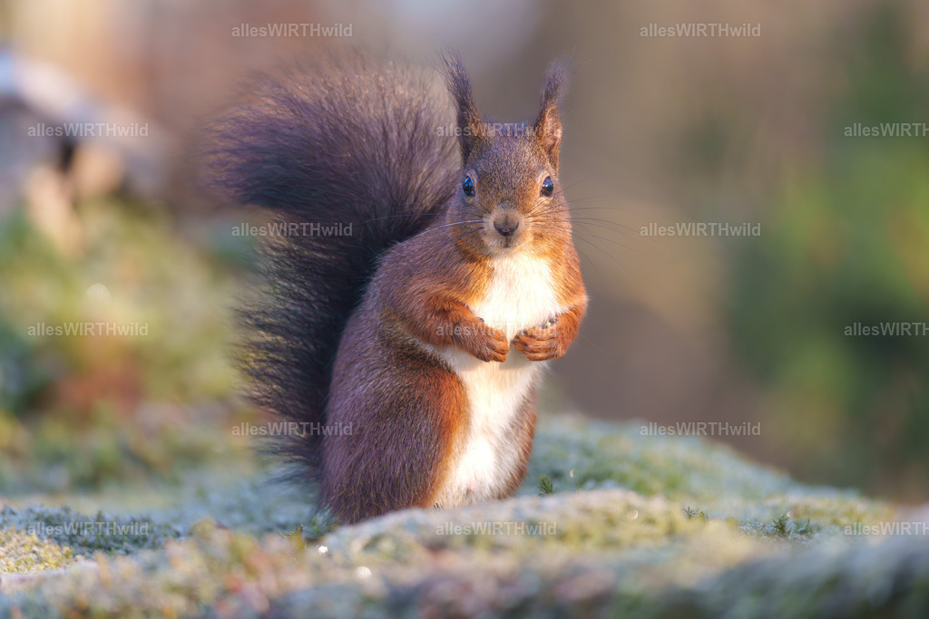 Daniel Wirth - www.allesWIRTHwild.de -7IV06334-Verbessert-RR | Entdecke die faszinierende Welt der Natur- und Wildlife-Fotografie von Daniel und Bärbel. Inspirierende Bilder von wilden Tieren und kleinen Naturwundern.