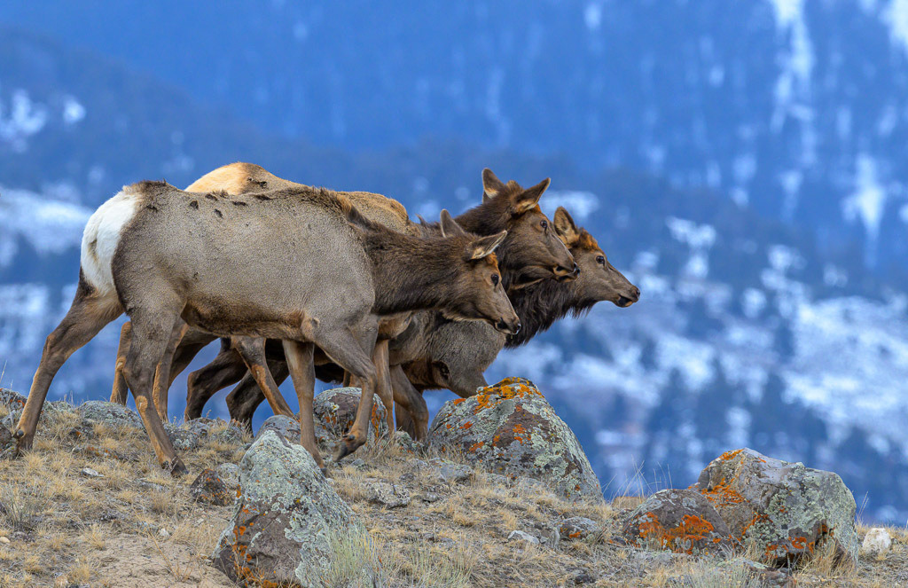 2024-378-01 | Wapiti-Hirschkühe, auch Elks genannt, bei Mammoth. - Realisiert mit Pictrs.com